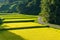 Rice field farm in Japanese countryside