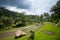 Rice field on the farm in the jungle prepared for landing