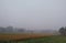 rice field foggy morning