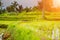 Rice Field Footpath When Afternoon Come