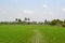 Rice Field Form Starting Stage