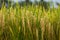 Rice field gold spike