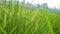 Rice Field Green agriculture ecosystem Asian rice paddy field Vietnam green farm