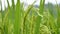 Rice Field Green agriculture ecosystem Asian rice paddy field Vietnam green farm