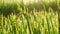 Rice Field Green agriculture ecosystem Asian rice paddy field Vietnam green farm. Harvest agriculture planting cultivation golden