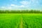 Rice field green grass blue sky landscape