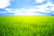 Rice field green grass blue sky landscape