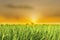 Rice field green grass at sunset sky cloud. Landscape farming thai rice background