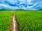 Rice field, green rice sprouts in the meadow. Mountain view, agriculture, Asia