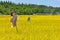 Rice field in Japan