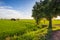 Rice field and Jujube tree