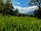 Rice field, kharif crop. himachal pradesh, India