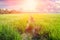 Rice Field Landscape Morning Sun rise.