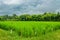 Rice field local people in the morning in thailand