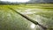 Rice field Lombok from the ground