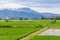 Rice field with Luang Chiang Dao in Chiang Mai , Thailand