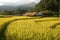 Rice field in Mae Klang Luang Village in Thai