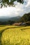 Rice field in Mae Klang Luang Village in Thai