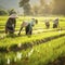 rice field with many workers harvest