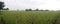 Rice field morning breeze
