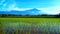 Rice field and mount slamet