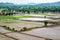 Rice field with mountain arid dry