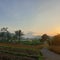 Rice field with mountain behind