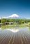 Rice Field With Mt Fuji