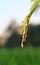 Rice field, nature food landscape background. Drop water in the rice field with green background.