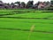 Rice Field near Inle Lake