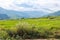 Rice field near Thimphu, Bhutan, Asia.