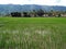 Rice field next to a small village in a valley near Lake Toba, Pulau Samosir. Indonesia