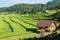 Rice field on the north of Thailand