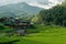 Rice field on the north of Thailand