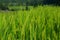 Rice field on the north of Thailand