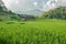Rice field on the north of Thailand
