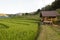 Rice field on the north of Thailand