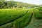 Rice field on the north of Thailand