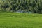 Rice field on the north of Thailand