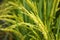 Rice field in north Thailand, nature food landscape background.