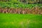 Rice field and old banana