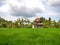 Rice field with an old house, palm trees