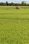 Rice field with old tractor near Besate, Italy