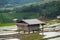 Rice field at Pa Bong Piang village in Mae Cham , Chiangmai, Thailand.