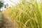 Rice field paddy in plant