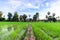 Rice field with palm tree backgrond in morning, Phetchaburi Thai