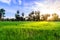 Rice field with palm tree backgrond in morning, Phetchaburi Thailand