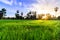 Rice field with palm tree backgrond in morning, Phetchaburi Thailand