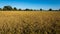 Rice field panorama