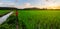 Rice field panorama with sunrise or sunset